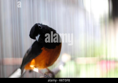 Des oiseaux de chasse ou en Asie est appelé un murai batu Banque D'Images