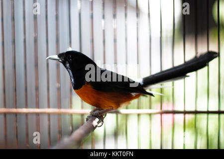 Des oiseaux de chasse ou en Asie est appelé un murai batu Banque D'Images