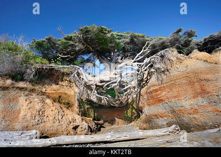 L'arbre de vie, dans Kakaloch,WA a presque toutes ses racines exposées en raison de l'érosion du sol, pourtant elle reste debout et pousses vert feuilles chaque année. Banque D'Images