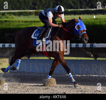 HALLANDALE, FL - 15 AVRIL : (COUVERTURE EXCLUSIVE) L'entraîneur Antonio Sano est passé d'avoir été kidnappé deux fois au Venezuela à entraîner un concurrent du Kentucky Derby Gunnina. Gunevera vu ici briser 5 furlongs en 1 menuet plat sur la piste pour un de ses derniers entraînements avant le Derby du Kentucky où il sera l'un des favoris. Vu ici au Gulfstream Park le 15 avril 2017 à Hallandale, Florida People : Gunevera Banque D'Images