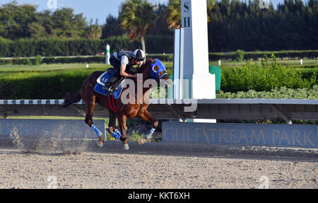 HALLANDALE, FL - 15 AVRIL : (COUVERTURE EXCLUSIVE) L'entraîneur Antonio Sano est passé d'avoir été kidnappé deux fois au Venezuela à entraîner un concurrent du Kentucky Derby Gunnina. Gunevera vu ici briser 5 furlongs en 1 menuet plat sur la piste pour un de ses derniers entraînements avant le Derby du Kentucky où il sera l'un des favoris. Vu ici au Gulfstream Park le 15 avril 2017 à Hallandale, Florida People : Gunevera Banque D'Images