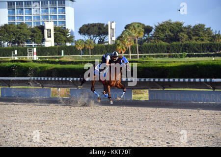 HALLANDALE, FL - 15 AVRIL : (COUVERTURE EXCLUSIVE) L'entraîneur Antonio Sano est passé d'avoir été kidnappé deux fois au Venezuela à entraîner un concurrent du Kentucky Derby Gunnina. Gunevera vu ici briser 5 furlongs en 1 menuet plat sur la piste pour un de ses derniers entraînements avant le Derby du Kentucky où il sera l'un des favoris. Vu ici au Gulfstream Park le 15 avril 2017 à Hallandale, Florida People : Gunevera Banque D'Images