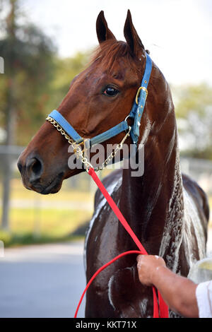 HALLANDALE, FL - 15 AVRIL : (COUVERTURE EXCLUSIVE) L'entraîneur Antonio Sano est passé d'avoir été kidnappé deux fois au Venezuela à entraîner un concurrent du Kentucky Derby Gunnina. Gunevera vu ici briser 5 furlongs en 1 menuet plat sur la piste pour un de ses derniers entraînements avant le Derby du Kentucky où il sera l'un des favoris. Vu ici au Gulfstream Park le 15 avril 2017 à Hallandale, Florida People : Gunevera Banque D'Images