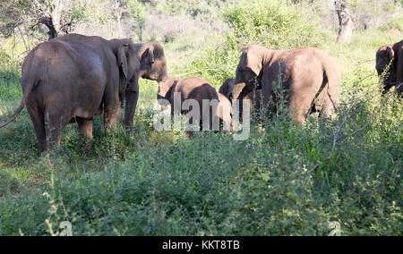 Les éléphants sauvages dans Hurulu Eco Park de la biosphère, Habarana, District d'Anuradhapura, Sri Lanka, Asie Banque D'Images