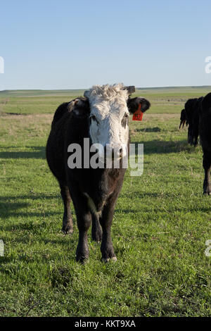 Blanc curieux face à la vache à l'appareil photo comme elle se tient dans un écrin vert pâturage dans la lumière du soir dans une vue frontale Banque D'Images