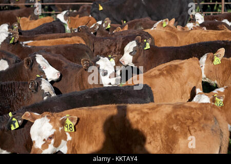 Troupeau de vaches marron et blanc auxquels sont confrontés les jeunes veaux dans un stylo ou corral dans un ranch dans une vue rapprochée d'eux regroupé Banque D'Images