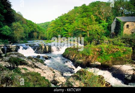 Ancien moulin à eau à la salmon leap de cenarth falls sur la rivière teifi dans ceredigion, West Wales, Royaume-Uni Banque D'Images