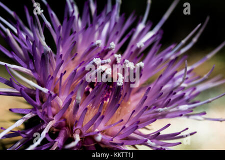 Photo macro d'une fleur mauve cirse à Flagstaff en Arizona Banque D'Images