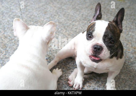 Deux chiens ou bouledogue français sur le sol Banque D'Images