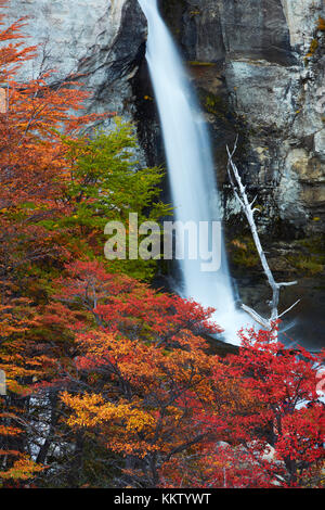 Cascade chorrillo el lenga et arbres en automne, près d'El Chalten, Parque Nacional Los Glaciares, en Patagonie, Argentine, Amérique du Sud Banque D'Images