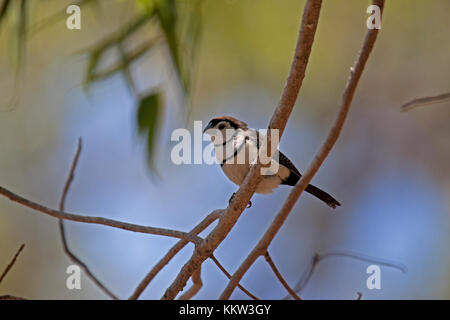 Barré double finch perché sur Branch dans le Queensland en Australie Banque D'Images