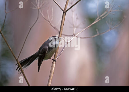 Fantail gris perché sur la tige morte à Tower Hill Australie victoria Banque D'Images