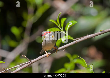 Sourcils rouges finch sur branche d'arbre dans le Queensland en Australie Banque D'Images