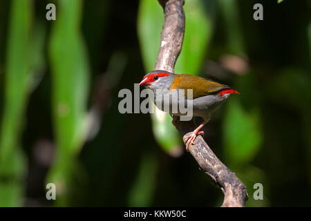 Sourcils rouges finch sur branche d'arbre dans le Queensland en Australie Banque D'Images