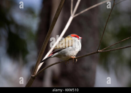 Sourcils rouges finch sur branche d'arbre dans le Queensland en Australie Banque D'Images