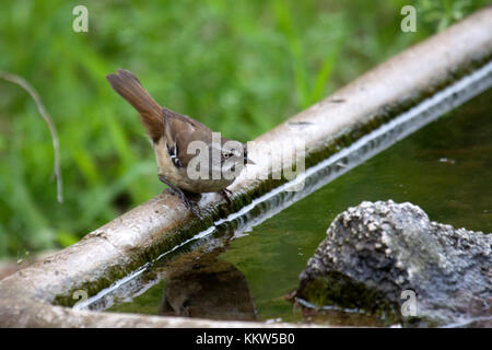 Sourcils blancs wren scrub abreuvoir en visite à Victoria en Australie Banque D'Images