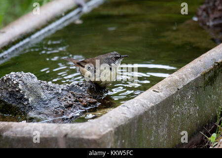 Sourcils blancs wren scrub abreuvoir en visite à Victoria en Australie Banque D'Images