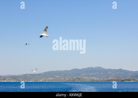 Flying seagull est le ciel bleu, au-dessus de la piste de navire en mer bleu Banque D'Images