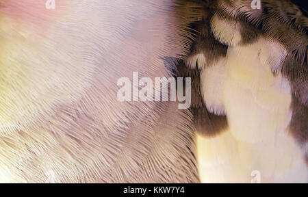 Les plumes des oiseaux macro closeup, le motif et la texture Banque D'Images