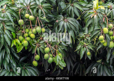 Encore en croissance verte mangos sur manguier, attendant de venu Banque D'Images