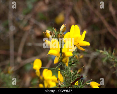 Belle floraison jaune doré blooming ajonc d'oponce arbustive plan close up ; Essex ; Angleterre ; uk Banque D'Images