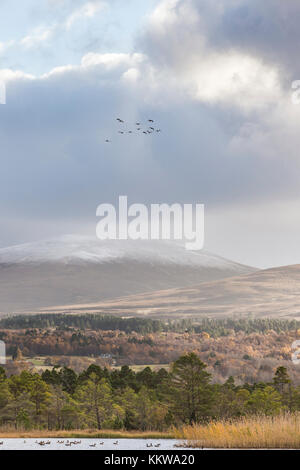 Loch Garten et le repas a' Bhuachaille dans le Parc National de Cairngorms de l'Ecosse. Banque D'Images