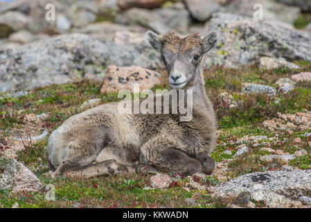 Agneau Mouflon (Ovis canadensis), le repos, Rocky Mountains, Colorado, USA, par Bruce Montagne/Dembinsky Assoc Photo Banque D'Images