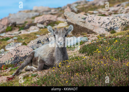 Agneau Mouflon (Ovis canadensis), le repos, Rocky Mountains, Colorado, USA, par Bruce Montagne/Dembinsky Assoc Photo Banque D'Images