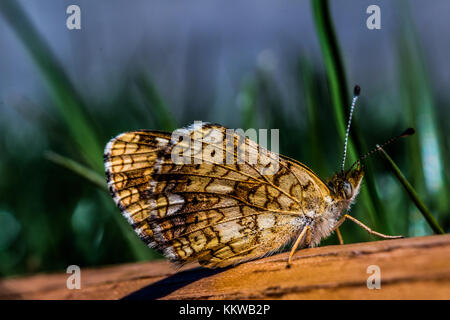 Photo macro d'une espèce de papillon sur un morceau de bois dans un champ d'herbe. Banque D'Images