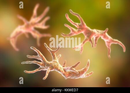 Balamuthia mandrillaris amibe, illustration de l'ordinateur. C'est l'étape de la reproduction de l'organisme, la forme trophozoïte. B. mandrillaris, un seul organisme unicellulaire, se trouve dans l'eau et du sol dans les régions tempérées. Les infections sont rares, mais il peut causer la maladie d'encéphalite amibienne granulomateuse (GAE) du cerveau, à l'est presque toujours mortelle. Banque D'Images