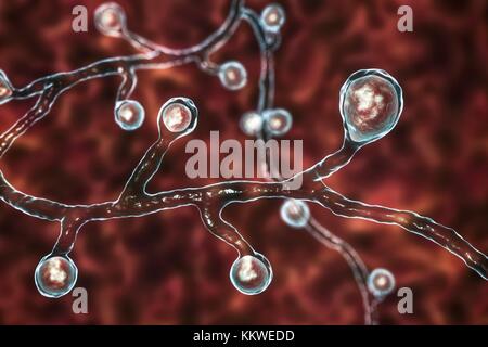 Champignon Blastomyces dermatitidis, illustration de l'ordinateur. Ce champignon est l'agent causal de la maladie de la blastomycose, qui dispose d'un éventail de présentations. Elle affecte principalement les poumons et peut causer une maladie semblable à la grippe, une maladie aiguë semblable à la pneumonie, une maladie chronique semblable à la tuberculose ou l'potentiellement fatals, le syndrome de détresse respiratoire aiguë. Dans certains cas, il peut s'étendre à la peau, des os ou des organes, causant des lésions. Le traitement est avec des médicaments antifongiques. Banque D'Images