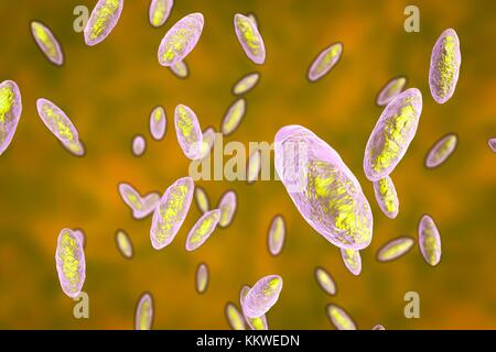 Kingella kingae bactérie, illustration de l'ordinateur. K. kingae est un coccobacillus Gram-négatif qui fait partie de la flore normale de l'enfant à la gorge. Il peut parfois causer des infections invasives, principalement l'ostéomyélite (infection des os) et d'arthrite septique chez les jeunes enfants, la bactériémie (infection du sang) chez les nourrissons, et de l'endocardite (infection du cœur doublure) chez des enfants d'âge scolaire. Banque D'Images