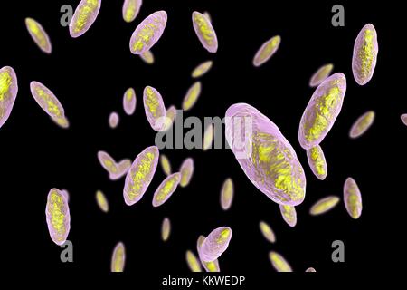 Kingella kingae bactérie, illustration de l'ordinateur. K. kingae est un coccobacillus Gram-négatif qui fait partie de la flore normale de l'enfant à la gorge. Il peut parfois causer des infections invasives, principalement l'ostéomyélite (infection des os) et d'arthrite septique chez les jeunes enfants, la bactériémie (infection du sang) chez les nourrissons, et de l'endocardite (infection du cœur doublure) chez des enfants d'âge scolaire. Banque D'Images