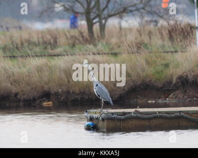 Sheerness, Kent, UK. 2 Décembre, 2017. Météo France : un calme mais froid matin de Sheerness. Un héron cendré, situé sur un ponton. Credit : James Bell/Alamy Live News Banque D'Images