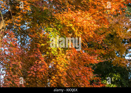 Mont Takao, Japon. 2 décembre 2017. On peut encore voir le feuillage d'automne sur le Mont Takao au Japon en décembre. Crédit: Yuichiro Tashiro crédit: y.location/Alay Live News Banque D'Images