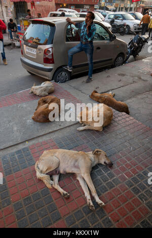 Les chiens de la rue dormant dans les rues d'Amritsar, Punjab, India Banque D'Images