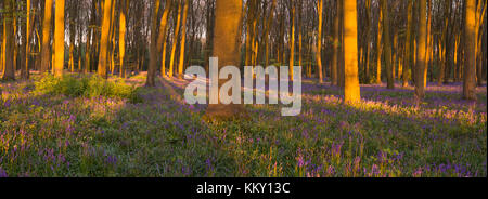 Panorama de bluebell wood près de Micheldever à Hampshire Banque D'Images