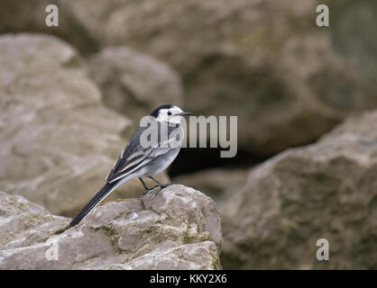 Bergeronnette printanière, Motacilla alba pied, se tenait sur les rochers sur le bord de la baie de Morecambe, lancashire, uk Banque D'Images