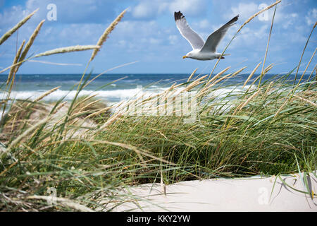 Une mouette vole dans les dunes Banque D'Images