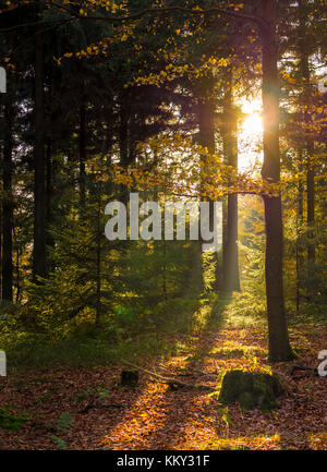 La basse automne chaud soleil brille à travers la forêt de feuillus Banque D'Images