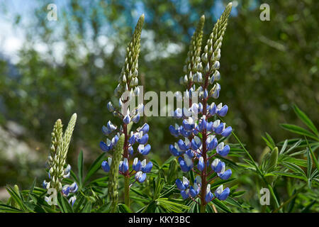 Printemps en Patagonie. La floraison des lupins le long de la Carretera Austral dans le sud du Chili. Banque D'Images