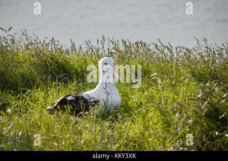 Albatros royale sur leurs nids près de Dunedin, île du Sud, Nouvelle-Zélande. Banque D'Images