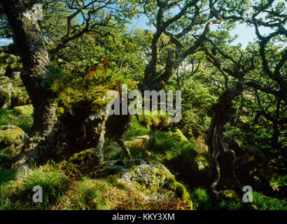 Wistman's Wood, Dartmoor, dans le Devon, UK : l'un des meilleurs exemples en Grande-Bretagne de haute altitude (427m au-dessus du niveau de la mer) bois de chêne avec de vieux arbres rabougris. Banque D'Images