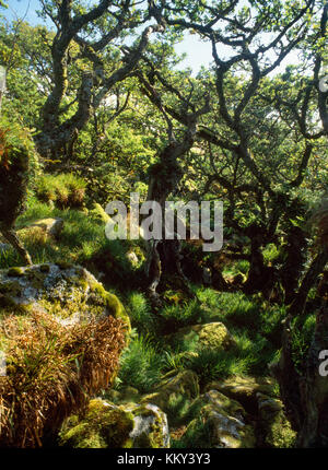 Wistman's Wood, Dartmoor, dans le Devon, UK : l'un des meilleurs exemples en Grande-Bretagne de haute altitude (427m au-dessus du niveau de la mer) bois de chêne avec de vieux arbres rabougris. Banque D'Images