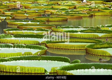 Ile Maurice - Afrique - feuilles de nénuphar géant Banque D'Images