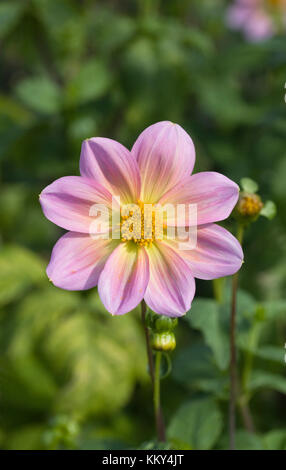 Dahlia 'Rachel de thame' fleur. Banque D'Images