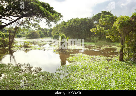 Chilaw everglades, Sri Lanka, Asie Banque D'Images