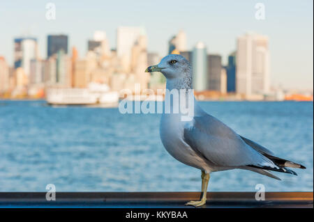 Seagull avec bâtiments de Manhattan en arrière-plan, New York City, USA Banque D'Images