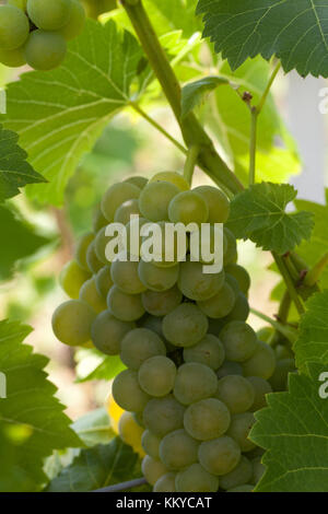 Raisin blanc dans le vignoble Banque D'Images