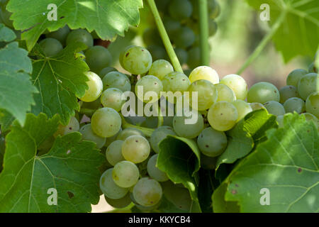 Raisin blanc dans le vignoble Banque D'Images